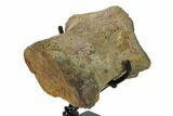 Hadrosaur (Brachylophosaur) Toe Bone - Montana #135463-7